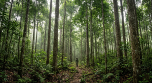 Aquilaria agarwood tree — the source of Dehnal Oud oil in tropical Asia