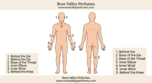 Where to apply oud perfume - pulse points guide for Dubai beginners