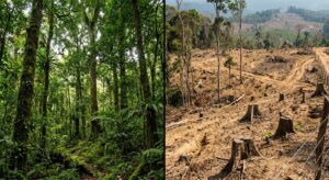 Agarwood forest depletion - why wild agarwood is becoming increasingly rare and expensive globally