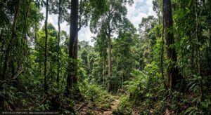 Aquilaria tree forest in Southeast Asia - natural habitat where agarwood forms