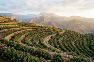 Terraced damask rose fields in Taif, Saudi Arabia, source of rose oil for Arabian perfumery